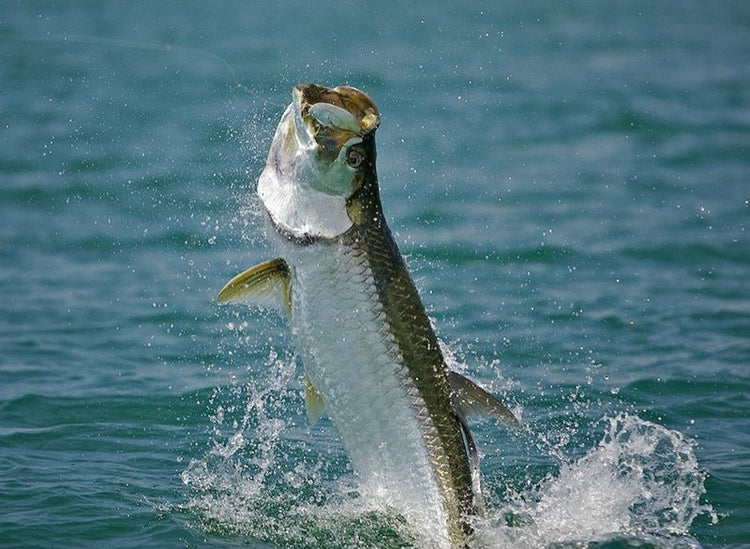 TARPON