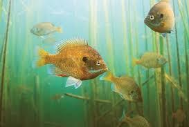 PAN FISH