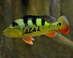 PEACOCK BASS
