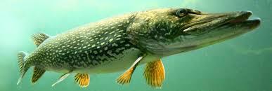 MUSKY