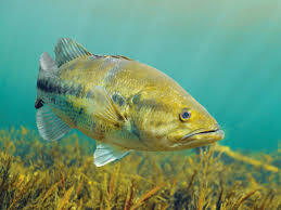 BASS