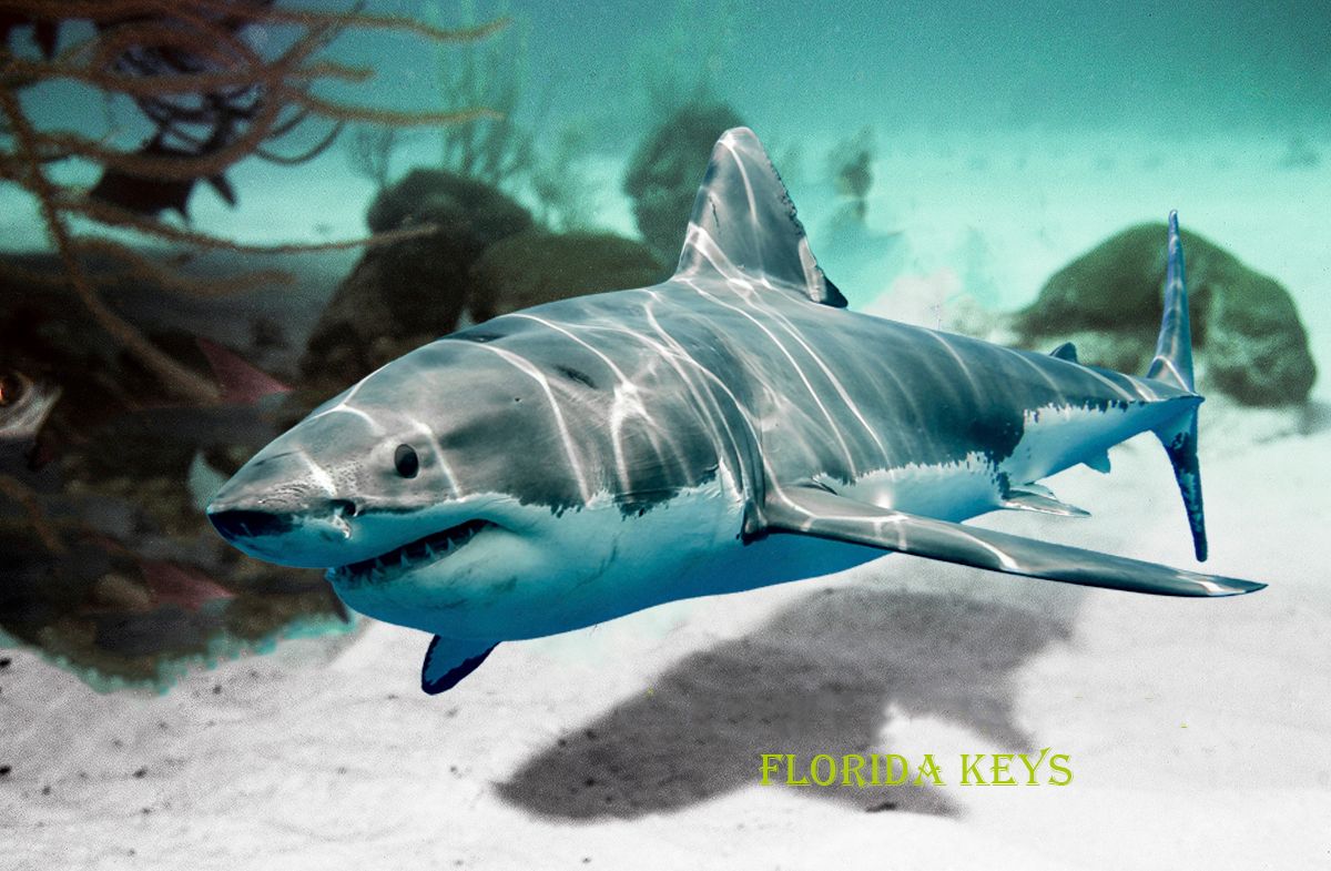 Three (3) pack 3D Lenticular Post Card - Shark Florida Keys